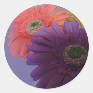 Adesivo Gerbera Daisies - Stickers