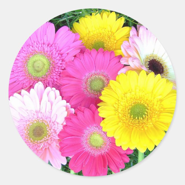 Adesivo Gerbera Daisy Colors (Frente)