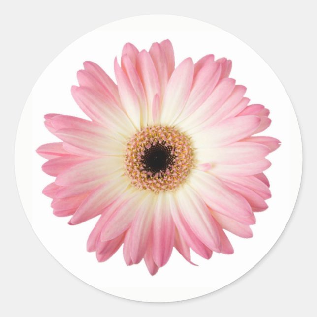 Adesivo Gerbera Daisy Flower, rosa e branca, fotográfica (Frente)