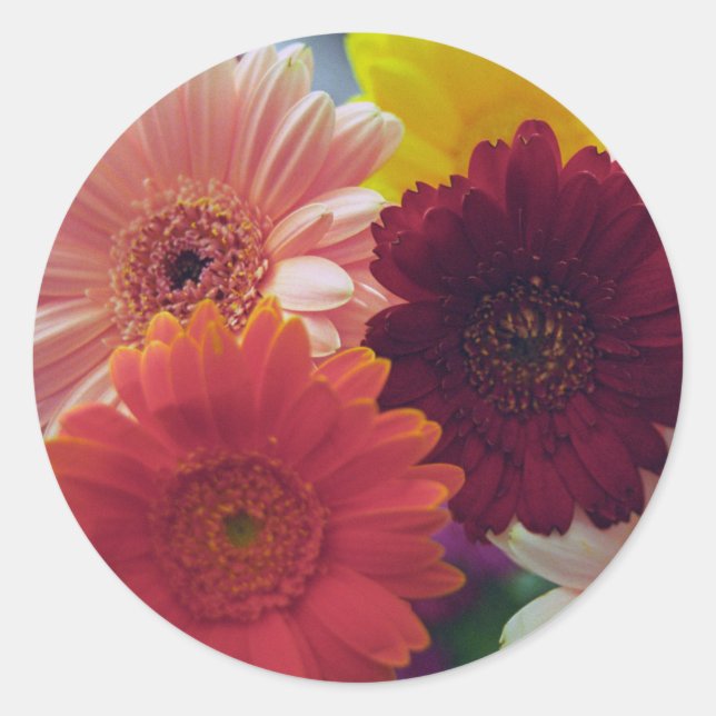 Adesivo Gerbera Daisy Flowers Art Decal Stickers (Frente)