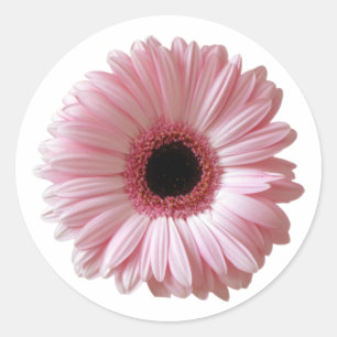 Adesivo Gerbera Margarida Rosa