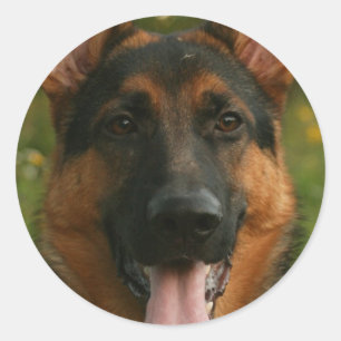 Adesivo German shepherd