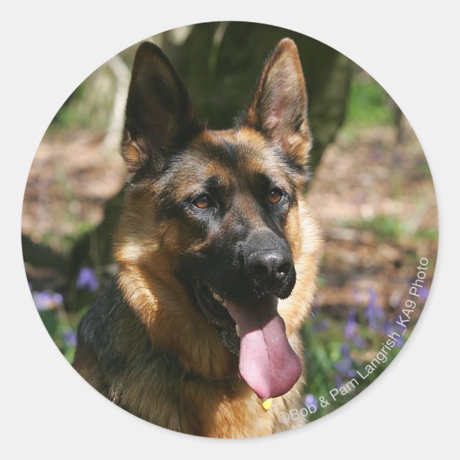 Adesivo German shepherd (Frente)