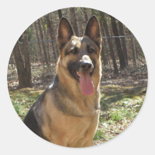 Adesivo German shepherd