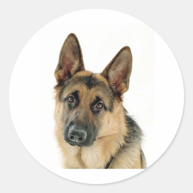 Adesivo German shepherd (Frente)