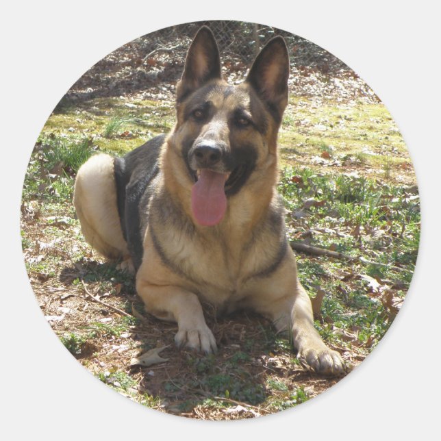 Adesivo German shepherd (Frente)