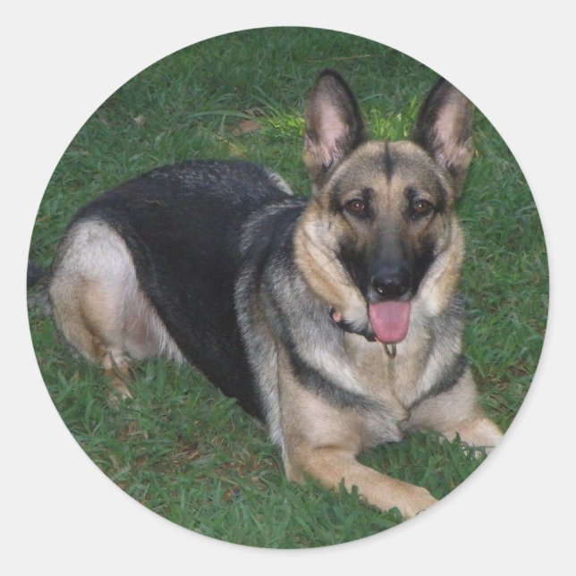 Adesivo German shepherd (Frente)