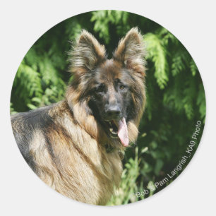 Adesivo German shepherd 1 De Cabelo Longo Marrom