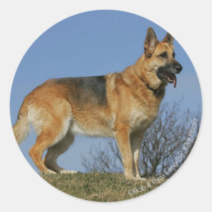 Adesivo German shepherd de cabelos compridos 2 de Brown