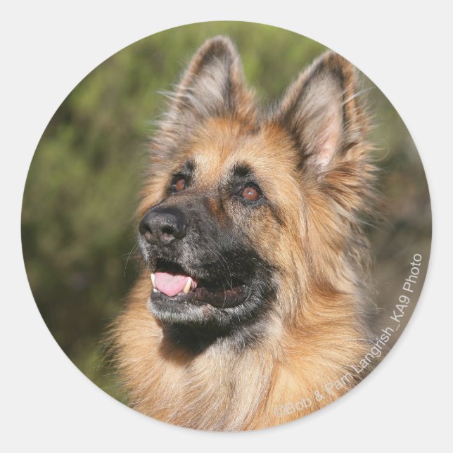 Adesivo German shepherd de longo curso 1 (Frente)