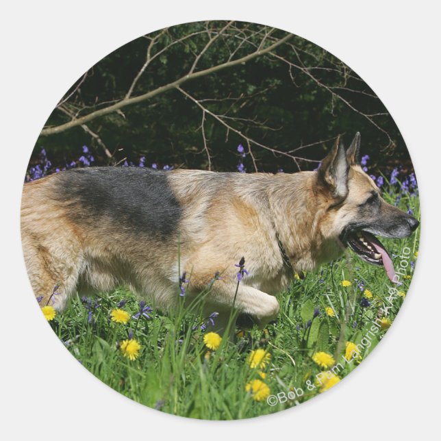 Adesivo German shepherd em Flores Amarelas (Frente)