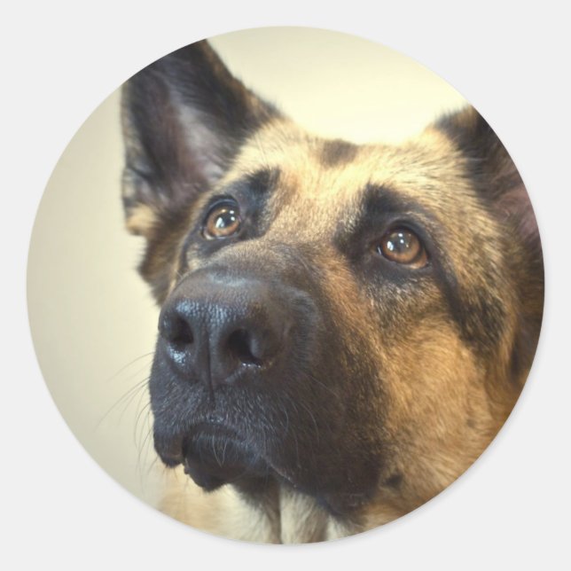 Adesivo German shepherd Picture Stickers (Frente)