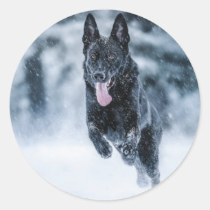 Adesivo German shepherd preto no Cobrir da escova de neve