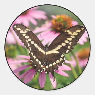 Adesivo Giant Swallowtail