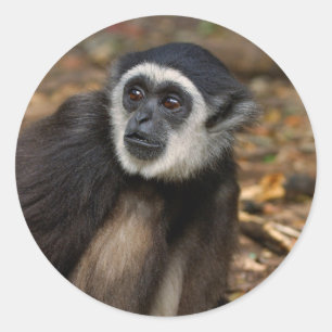 Adesivo Gibão-de-mãos-brancas (Hylobates Lar), Monkeyland