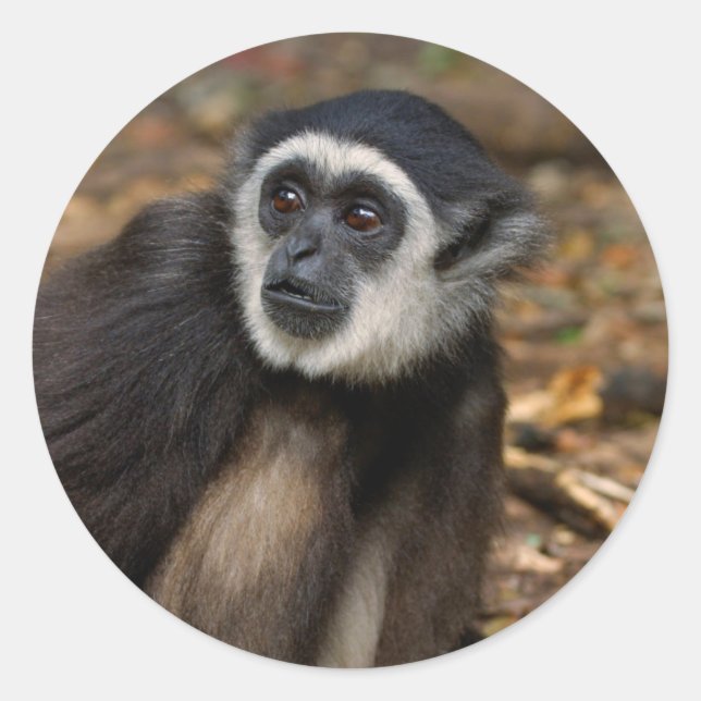 Adesivo Gibão-de-mãos-brancas (Hylobates Lar), Monkeyland (Frente)