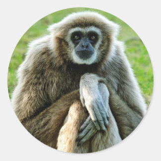 Adesivo Gibbon, o Vamos fala sobre o significado da vida..