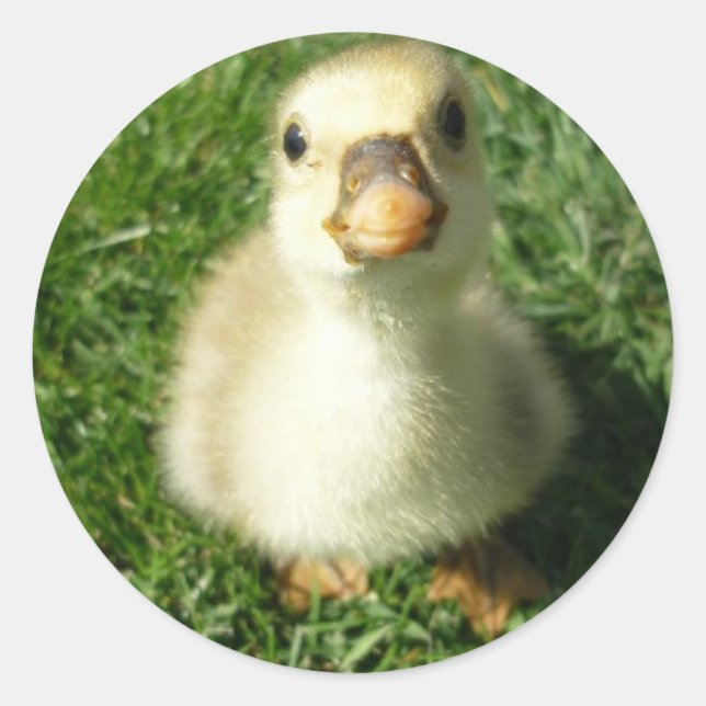 Adesivo gijs (Frente)