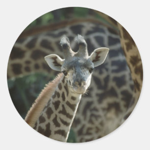 Adesivo Girafa do bebê
