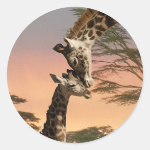 Adesivo Girafas que cumprimentam-se