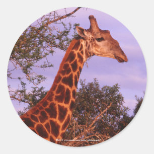 Adesivo Giraffe Stickers
