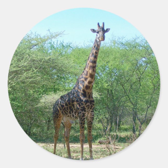 Adesivo Giraffe Stickers (Frente)