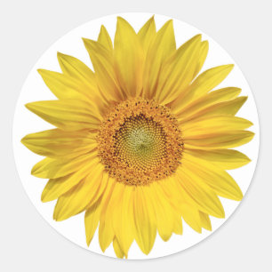 Adesivo Girassóis Florais Amarelos - Amor, Olá,