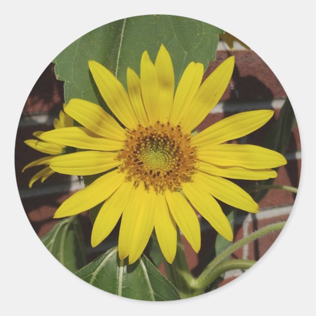 Adesivo Girassol (Frente)