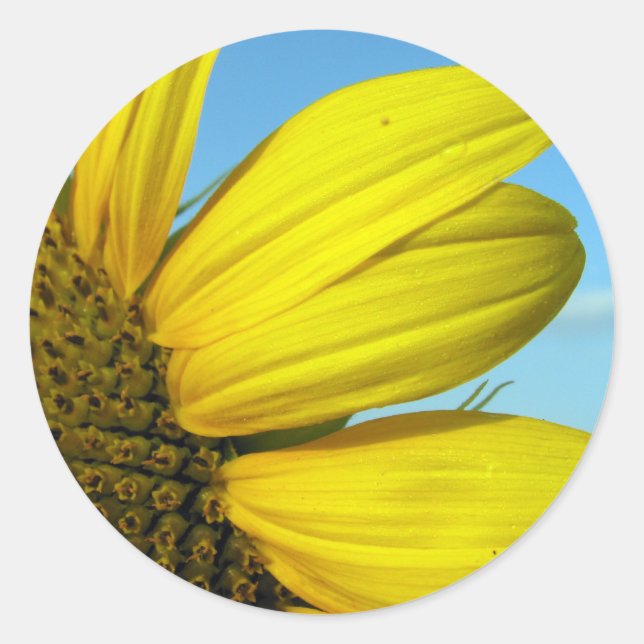 Adesivo Girassol (Frente)