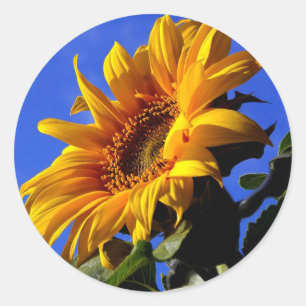 Adesivo Girassol amarelo brilhante
