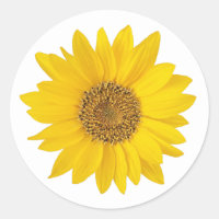 Girassol Amarelo em Branco