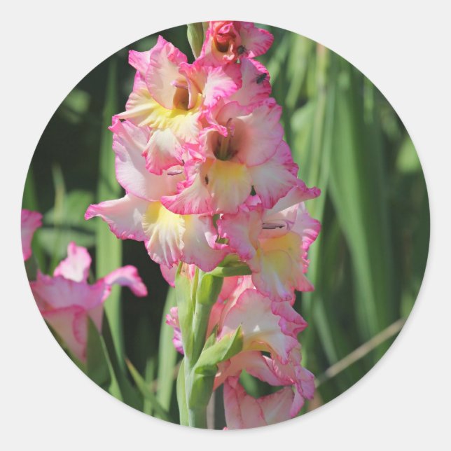 Adesivo Gladiolus (Frente)