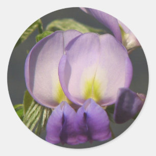 Adesivo Glicínias do roxo do Fim-Acima
