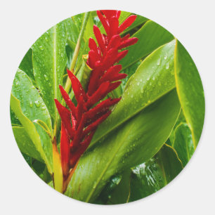 Adesivo Glistening Red Ginger Flower and Rain-Kissed Leave