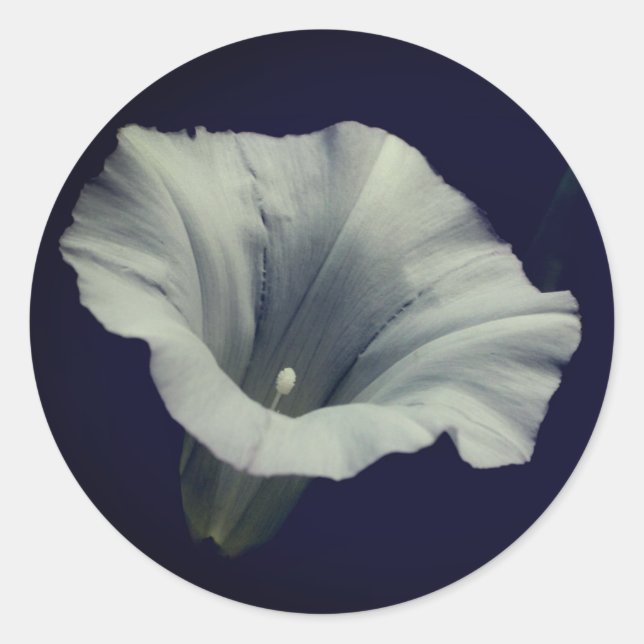 Adesivo Glória da Manhã (Frente)