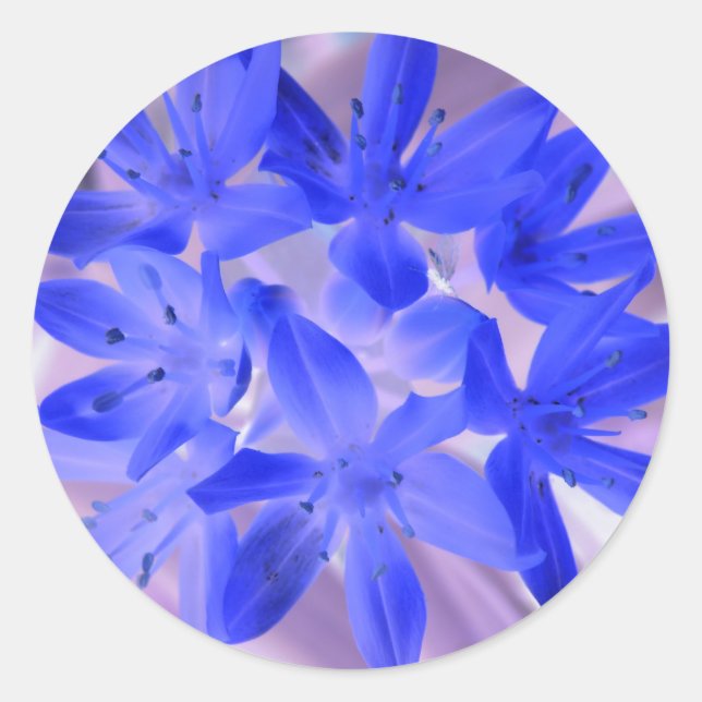 Adesivo Glória Do Vinheta Azul Chocante Da Neve (Frente)