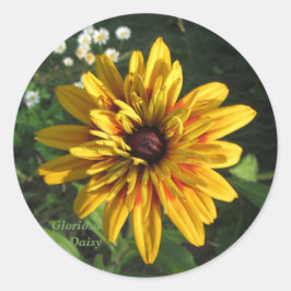 Adesivo Gloriosa Daisy - Múltiplas Petais