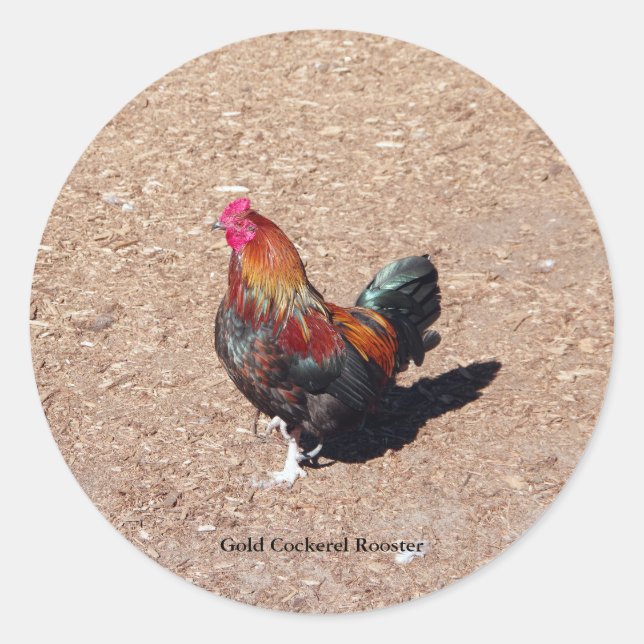Adesivo Gold Cockerel Rooster sticker (Frente)