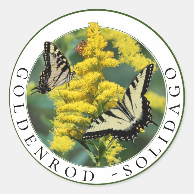Adesivo Goldenrod Solidago e Tiger Swallowtail Butterfly (Frente)