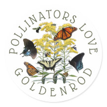 Goldenrod Solidago Wildflower e Pollinators Clas