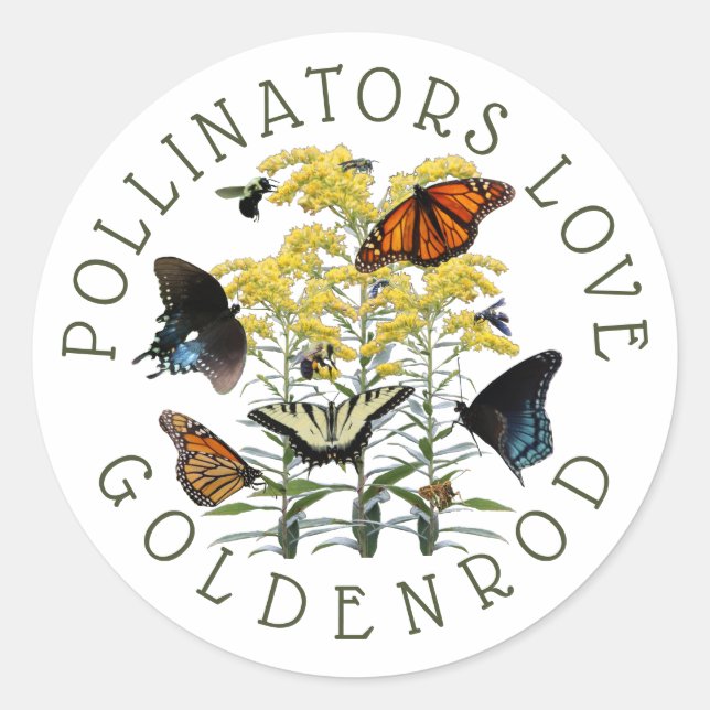 Adesivo Goldenrod Solidago Wildflower e Pollinators Clas (Frente)