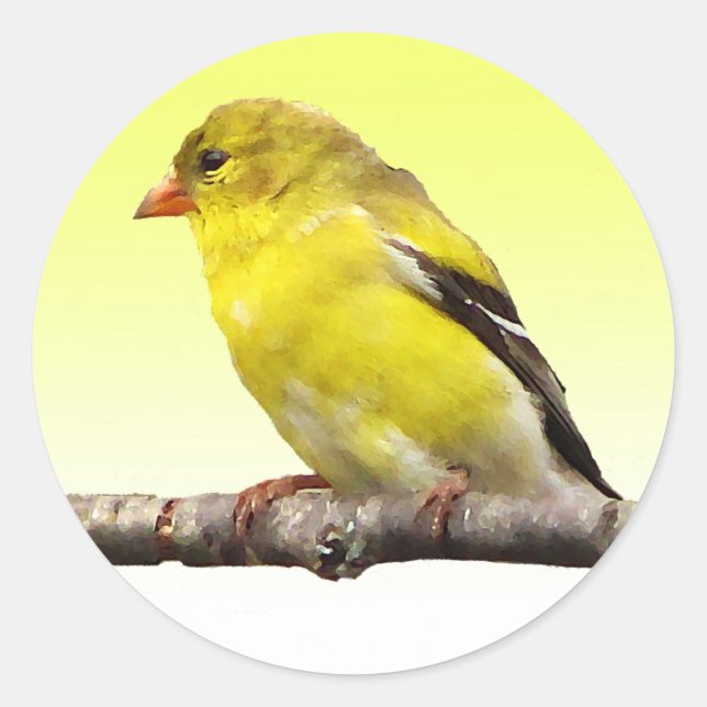 Adesivo Goldfinch (Frente)