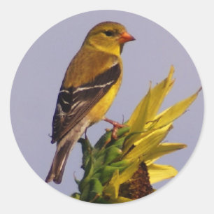 Adesivo Goldfinch americano no girassol