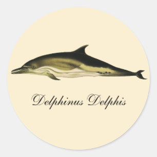 Adesivo Golfinho Delphinus Delphis, Animais Marinhos Vinta