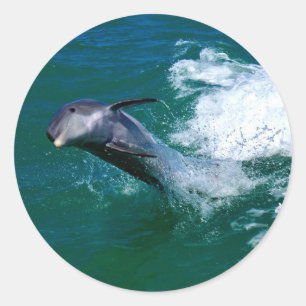 Adesivo Golfinho Saltitante e Dançante
