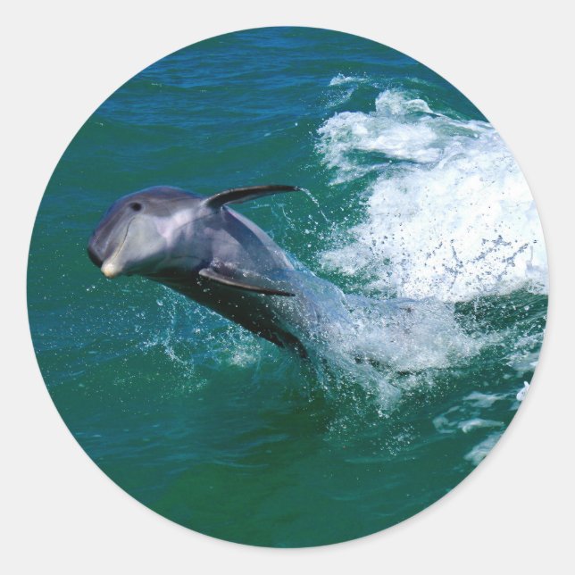 Adesivo Golfinho Saltitante e Dançante (Frente)