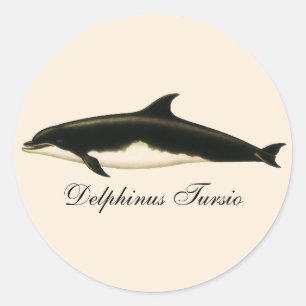 Adesivo Golfinhos Delphinus Tursio, Animais Marinhos Antig