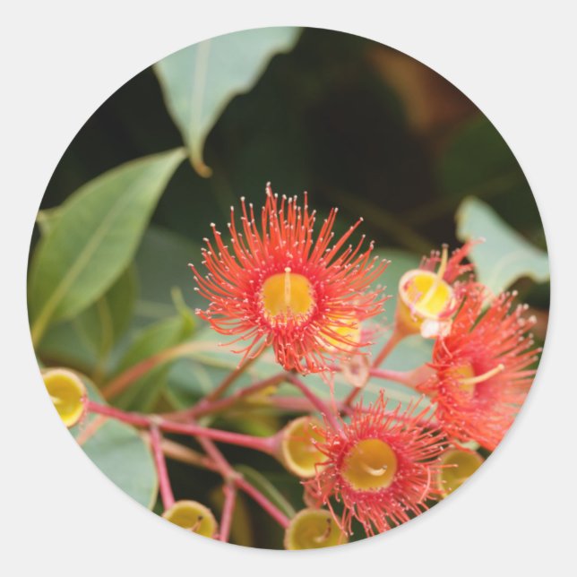 Adesivo Goma-flor-vermelha (Corymbia ficifolia) (Frente)