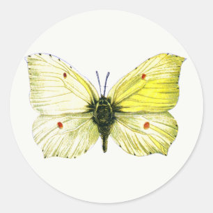 Adesivo Gonepteryx rhamni - A Borboleta Brimstone Comum