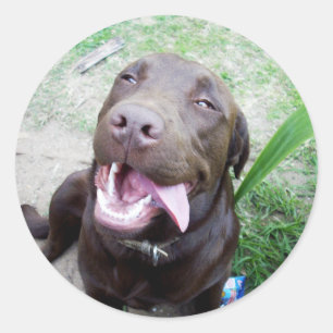 Adesivo Goofy Delights: Chocolate Brown Labrador Puppy,
